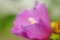 Bright pink flower petal edge very close up, selective focus, soft blur Royalty Free Stock Photo