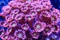 Bright Pink Flower Pot Coral