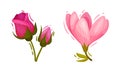 Bright Pink Flower with Rose and Crocus Vector Set