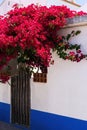 Bright pink flowering bush of bougainvillea near a white wall with a wooden gate Royalty Free Stock Photo