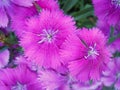 Bright Pink Flowering Sweet William