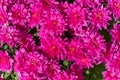 Bright pink flowers of autumn chrysanthemums. Chrysanthemum chamomile flower background pattern bloom. Macro, horizontal shot. Royalty Free Stock Photo