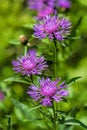 Bright pink flowers of blooming brown knapweed, Centaurea jacea.