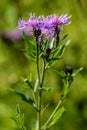 Bright pink flowers of blooming brown knapweed, Centaurea jacea. Selective focus with shallow depth of field