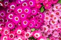 Bright pink flowers with a canvas at the flower market