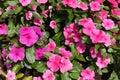Bright pink flowers of Catharanthus roseus
