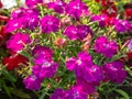 Bright pink flowers in the city flowerbed. Close-up Royalty Free Stock Photo