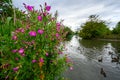 Bright pink flowers in Dulwich Park with lake and birds