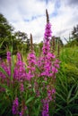 Bright pink flowers in Dulwich Park, London