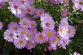 Bright pink flowers of Michaelmas daisies Royalty Free Stock Photo