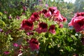 Bright pink flowers of pelargonium grandiflorum in sunny summer day. Blooming garden on the balcony