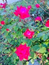 Bright pink flowers with petals outdoors summertime beauty