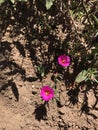 Bright pink flowers