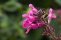 Bright pink flowers of a salvia greggii or autumn sage Royalty Free Stock Photo