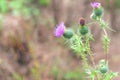 Bright pink flowers of scottish thistle plant in summertime with bokeh effect background Royalty Free Stock Photo