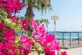 Bright pink flowers and sea views on the coast Royalty Free Stock Photo