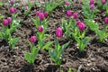 Bright pink flowers of tulips in April Royalty Free Stock Photo