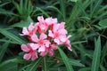 Bright pink flowers uphold beautiful bouquets Royalty Free Stock Photo