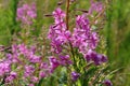 The bright pink flowers of wild fireweed (Chamaenerion angustifolium), close-up