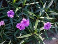 Bright pink flowers of wild mexican petunias Ruellia tweediana Ruellia simplex