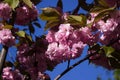 Bright pink fluffy sakura, beautiful double flowers on the tree, spring background