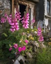 Bright pink foxgloves and daisies spring forth from an old bomber their beauty in stark contrast to its worn exterior