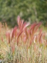 Bright pink foxtail grass seed-heads blowing in breeze