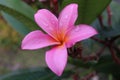 A bright pink frangipani flower blooming and dews. Royalty Free Stock Photo