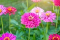 Bright pink fresh Zinnia Dahlia flowers on green leaves background in summer in the garden close up. Royalty Free Stock Photo