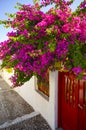 Bright pink frower bush, Santorini, Greece