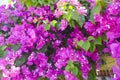 Bright pink frower bush, Santorini, Greece