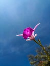 Bright pink and fuchsia Cattleya orchid. View from above of magenta flower.