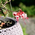 Selective focus Fuchsia magellanica, the red-pink flower in the garden, fuchsia hummingbird or hardy fuchsia is a species of flowe Royalty Free Stock Photo