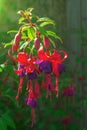 Bright pink fuchsia flowers in the morning garden on blurred background with highlights in the sun Royalty Free Stock Photo