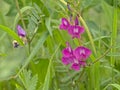 Bright pink garde vetch flowers Royalty Free Stock Photo