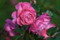 Bright pink garden rose Kolner Flora bred by Kordes, Germany Royalty Free Stock Photo