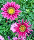 bright pink Gazania flowers