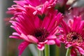 Bright pink gebera daisy Gerbera jamesonii in a garden. Also called Barberton daisy, Transvaal daisy, and as Barbertonse