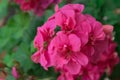 Bright pink geranium close-up. Juicy beautiful colors Royalty Free Stock Photo