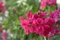 Bright pink geranium close-up. Juicy beautiful colors Royalty Free Stock Photo