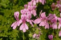 Bright pink geranium flowers - Pelargonium glutinosum