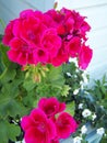 Bright pink geraniums very close-up