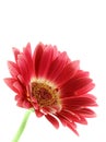 Bright pink gerber daisy isolated Royalty Free Stock Photo