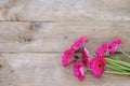 Bright pink gerbera daisy flowers on rustic wood background