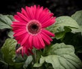 Bright Pink Gerbera Daisy with gap