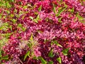 Bright pink and green shrubbery