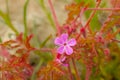 Bright pink herb-Robert flower, close-up - Geranium robertianum Royalty Free Stock Photo