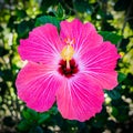 Pink hibiscus flower close up in sun and  shade with  blurred  background Royalty Free Stock Photo