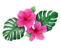 Bright pink hibiscus flowers with monstera leaves isolated on white background