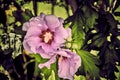 A bright pink hibiscus in a vintage look